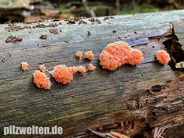 Fischeierschleimpilz, Tubifera ferruginosa
