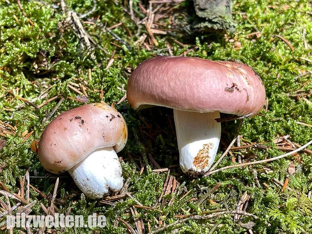 Speisetäubling, Russula vesca