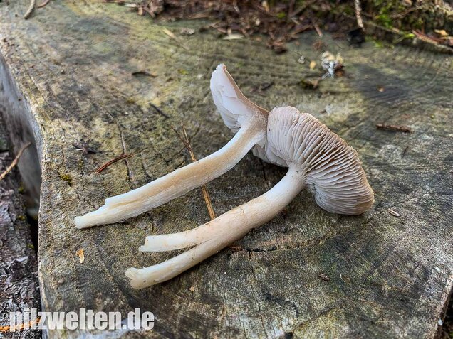 Gemeiner Erdritterling, Tricholoma terreum