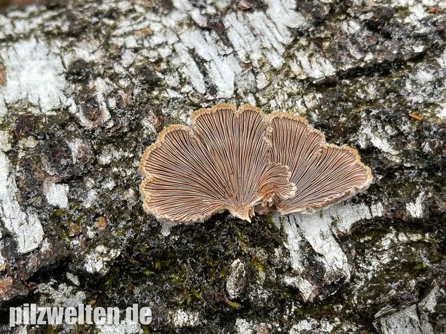 Gemeiner Spaltblättling, Schizophyllum commune