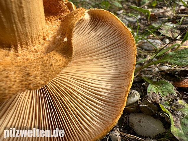 Glimmerschüppling, Phaeolepiota aurea