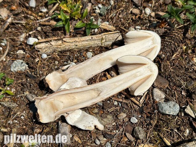 Grauhäutiger Scheidenstreifling, Amanita submembranacea