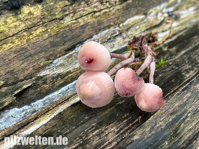Großer Bluthelmling, Mycena haematopus