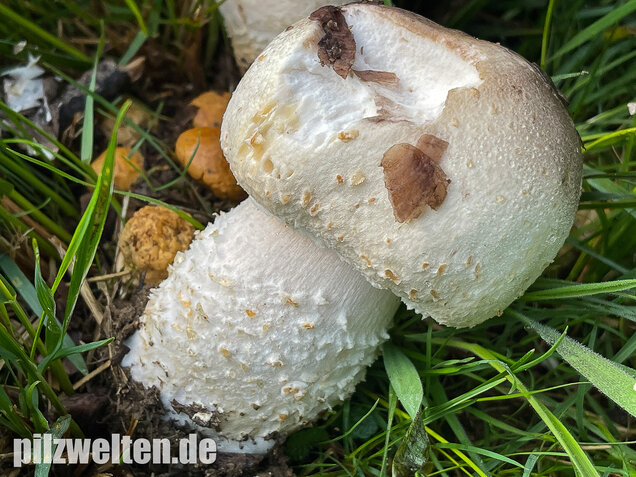 Großsporiger Riesenchampignon, Agaricus urinascens
