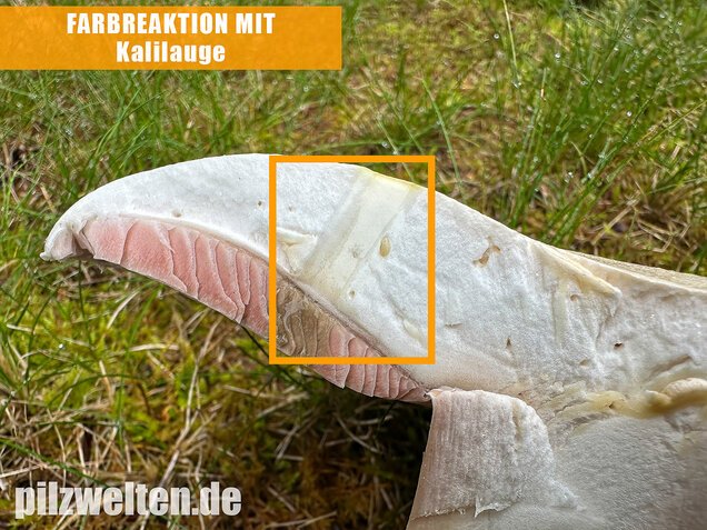 Großsporiger Riesenchampignon, Agaricus urinascens