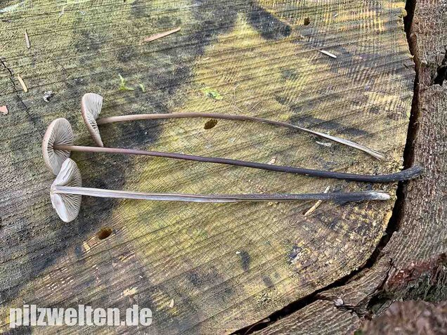 Langstieliger Knoblauchschwindling, Mycetinis alliaceus