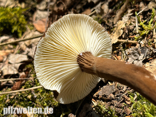 Mohrenkopf-Milchling, Lactarius lignyotus