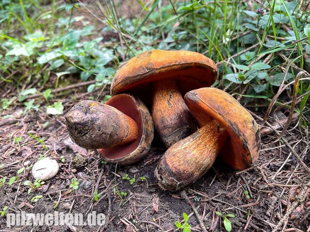 Netzstieliger Hexenröhrling, Suillellus luridus