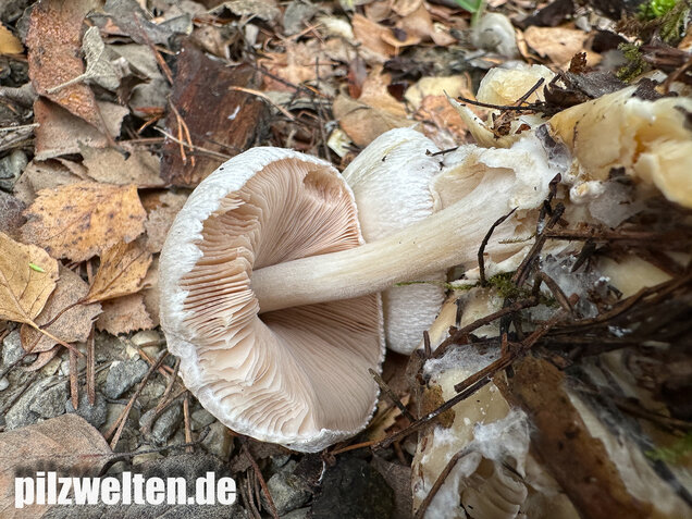 Parasitischer Scheidling, Volvariella surrecta