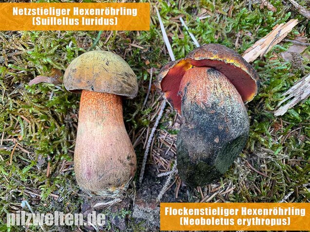 Netzstieliger Hexenröhrling, Suillellus luridus