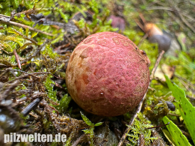 Rötlicher Wurzeltrüffel, Rhizopogon roseolus