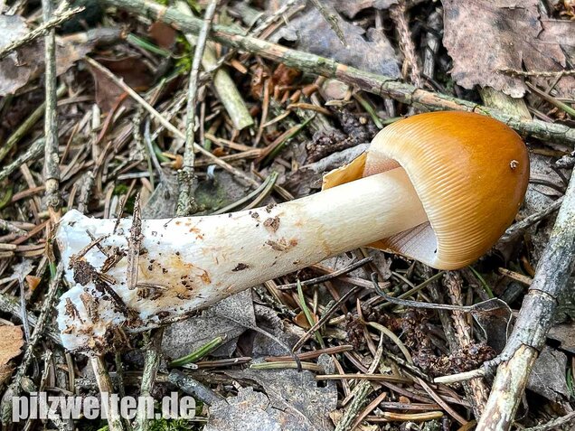 Rotbrauner Scheidenstreifling, Amanita fulva