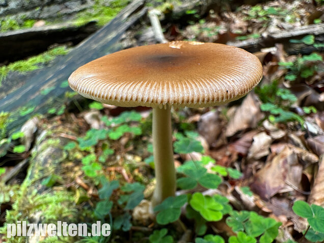 Rotbrauner Scheidenstreifling, Amanita fulva