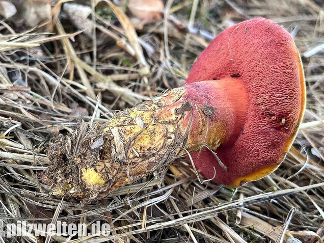 Rubinroter Zwergröhrling, Chalciporus rubinus
