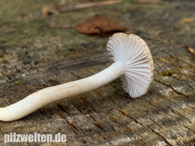 Schwarzpunktierter Schneckling, Hygrophorus pustulatus