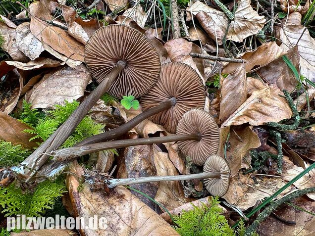 Traniger Rötling, Gebrechlicher Glöckling, Entoloma hirtipes