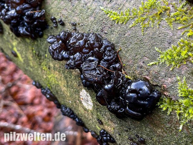Warziger Drüsling, Exidia nigricans