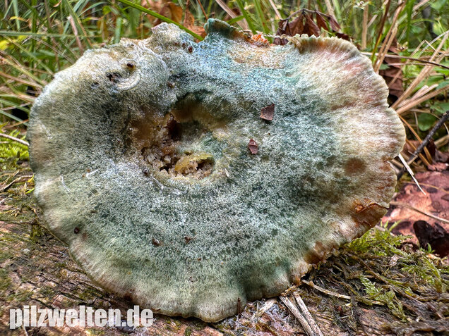 Wechselblauer Edelreizker, Lactarius quieticolor