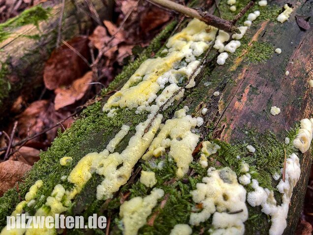 Weißgelbes Netzpolster, Ceratiomyxa porioides