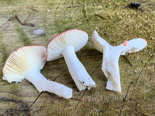 Birkenspeitäubling, Russula betularum