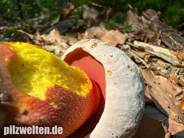 Blasshütiger Purpurröhrling, Rubroboletus rhodoxanthus