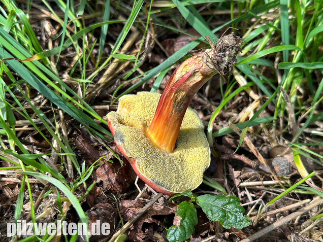 Blutroter Filzröhrling, Blutroter Röhrling, Hortiboletus rubellus