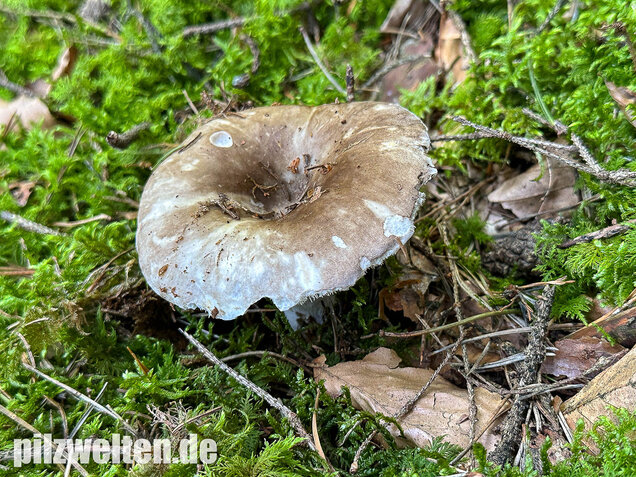 Dichtblättriger Schwärztäubling, Russula densifolia