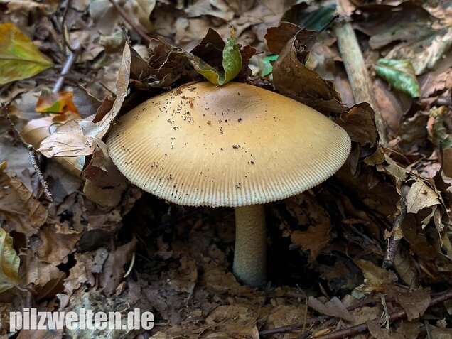 Dickscheidiger Scheidenstreifling, Amanita pachyvolvata