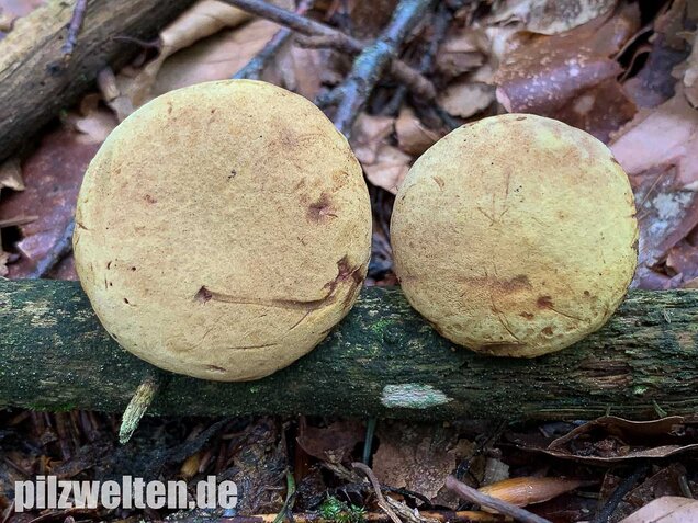 Ziegenlippe, Xerocomus subtomentosus