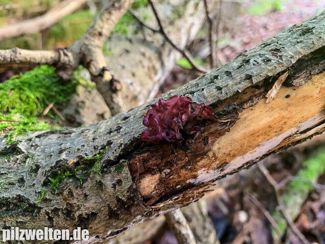 Fleischroter Gallertbecher, Ascocoryne sarcoides