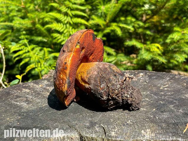 Flockenstieliger Hexenröhrling, Neoboletus erythropus