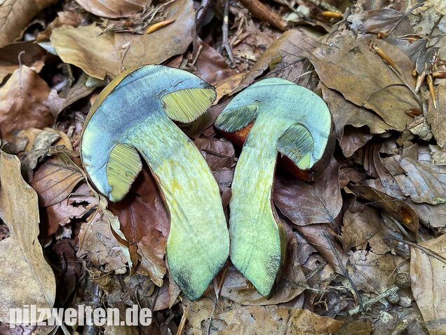 Flockenstieliger Hexenröhrling, Neoboletus erythropus