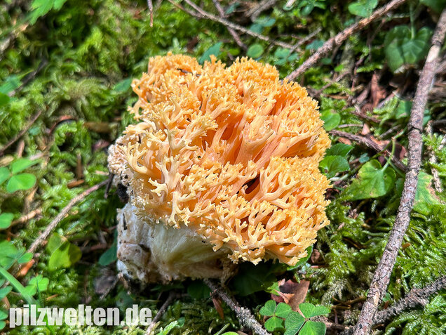 Gelbwerdende Koralle, Rosagelbliche Koralle, Ramaria flavescens