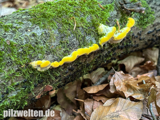 Gilbende Tramete, Spitzwarzige Weißfäuletramete, Antrodiella serpula