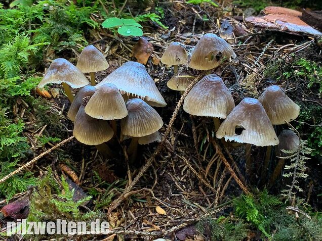 Grünschneidiger Helmling, Mycena viridimarginata