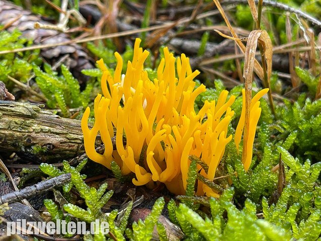Klebriger Hörnling, Ziegenbart, Zwergerlfeuer, Calocera viscosa