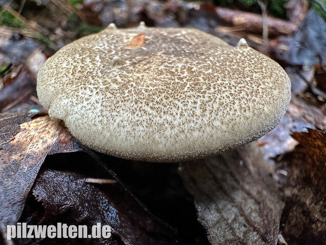 Maiporling, Bewimperter Stielporling, Lentinus substrictus