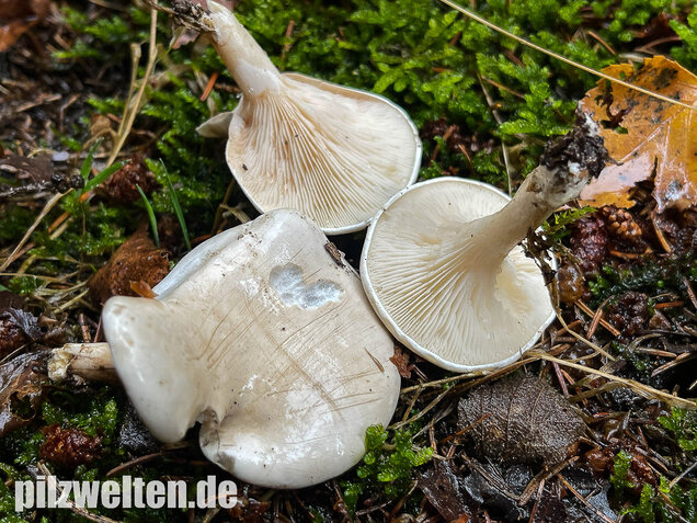 Mehlräsling, Clitopilus prunulus