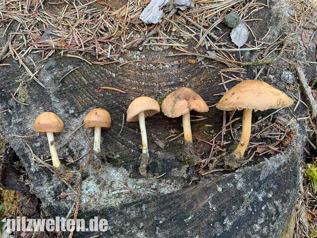 Nelkenschwindling, Marasmius oreades