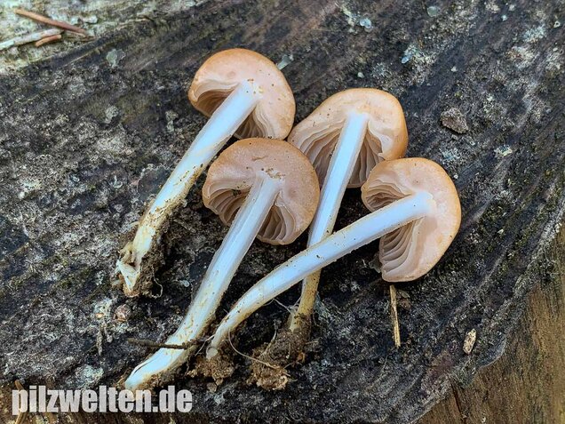Nelkenschwindling, Marasmius oreades