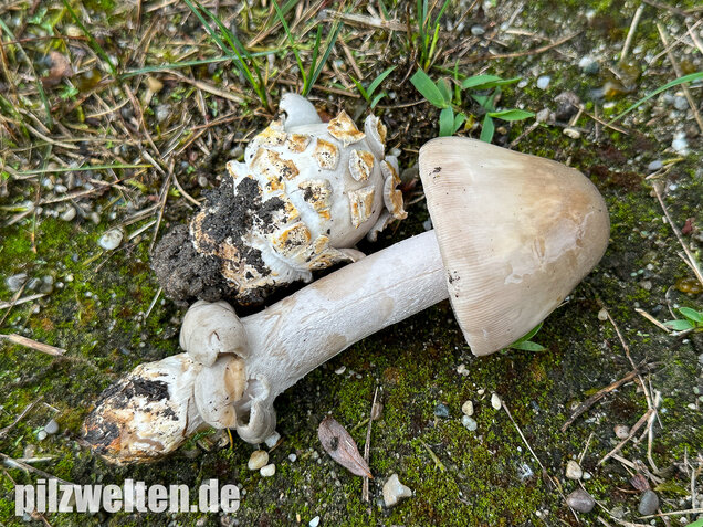 Ockergrauer Scheidenstreifling, Ockergrauer Riesenstreifling, Amanita lividopallescens