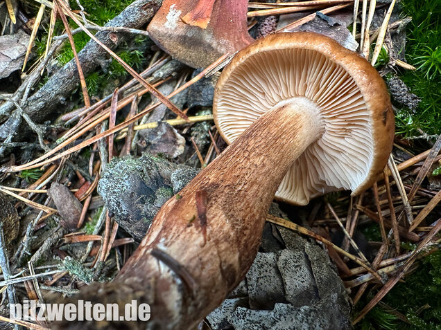 Geschupptstieliger Ritterling, Tricholoma fucatum