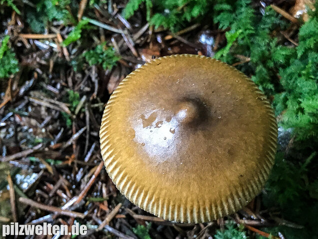 Olivgrauer Scheidenstreifling, Amanita olivaceogrisea
