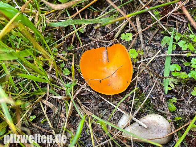 Orangebecherling, Aleuria aurantia