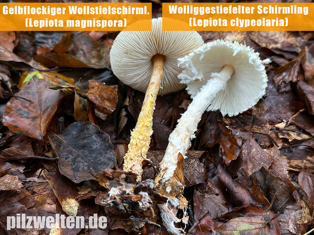 Gelbflockiger Wollstielschirmling, Lepiota magnispora