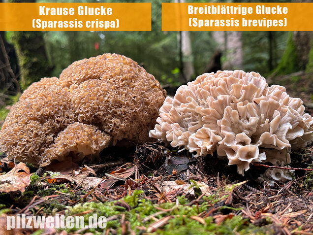Breitblättrige Glucke, Sparassis brevipes