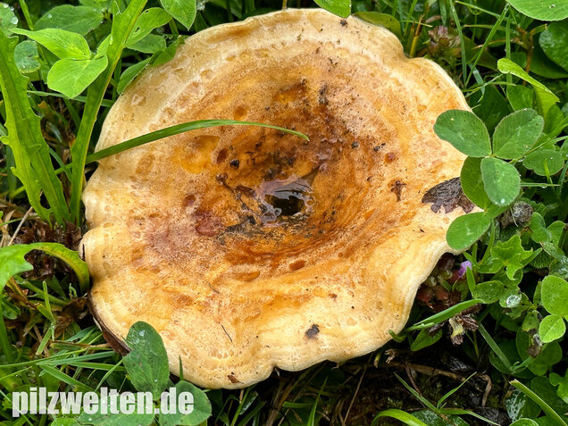 Queraderiger Milchling, Lactarius acerrimus