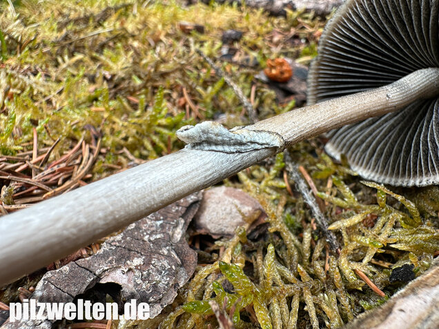 Ringdüngerling, Beringter Düngerling, Panaeolus semiovatus