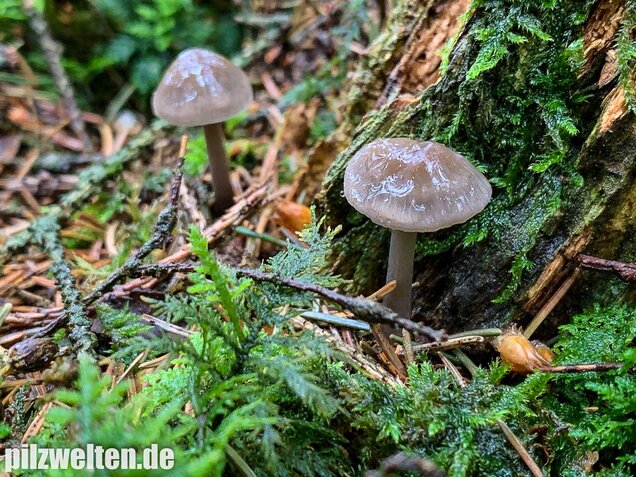 Rosablättriger Helmling, Mycena galericulata