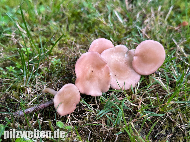 Rosenroter Schönkopf, Rugosomyces persicolor